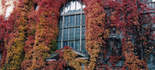 Vertical Garden - Green Walls