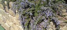 Dry Stone Walls